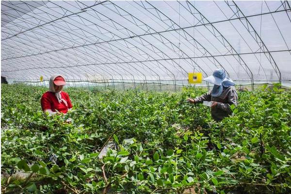 蓝莓亩产量一般多少斤左右，附种植方法