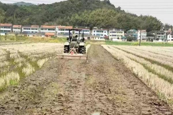 一斤谷子出多少米，附种植方法