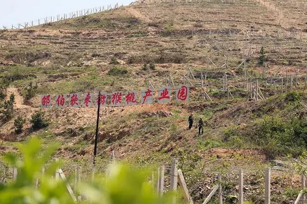 软枣猕猴桃一亩地种多少棵，附种植方法