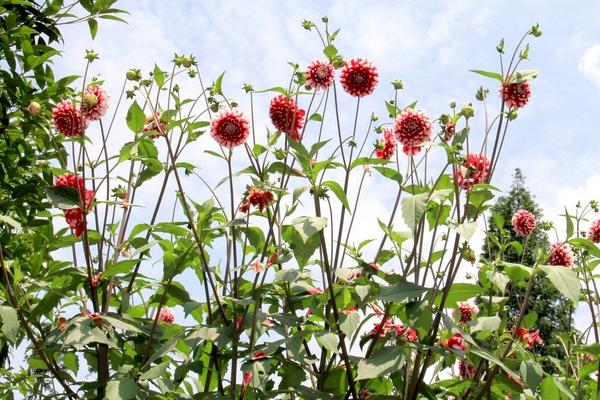 大丽花好养吗 大丽花什么时候开花（几月）