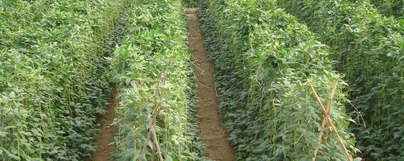 豆角的种植时间，附种植方法