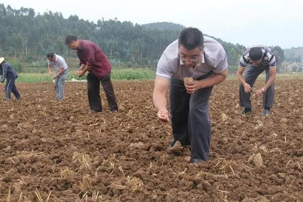 12月份还能种油菜吗，种油菜的方法和步骤