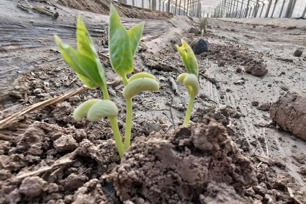 豆角的种植时间，附种植方法