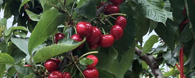 车厘子种植条件，附种植方法