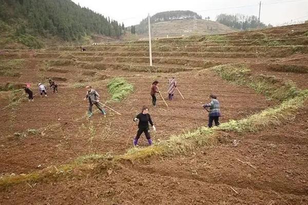 老虎姜用什么肥料施肥，附种植方法