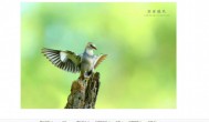 丝光椋鸟是保护动物吗 丝光椋鸟是不是保护动物