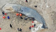 官方回应宁波海域现抹香鲸尸体,或曾搁浅象山