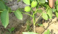 盆栽核桃树的种植方法 盆栽核桃树如何种植
