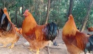 养殖的公鸡要注意什么 养殖公鸡有哪些注意事项