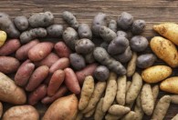 发芽的土豆怎么种 如何种发芽的土豆