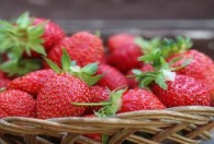 秋天可以种四季红草莓吗 秋天能种四季红草莓的吗